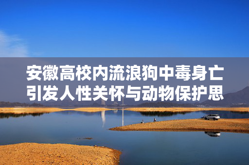 安徽高校内流浪狗中毒身亡引发人性关怀与动物保护思考