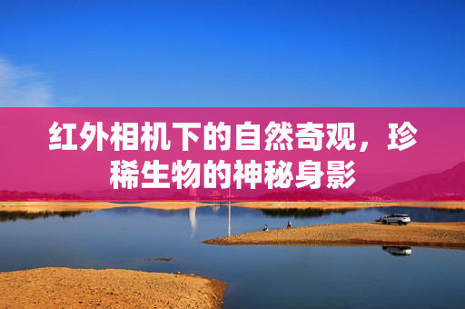 红外相机下的自然奇观，珍稀生物的神秘身影