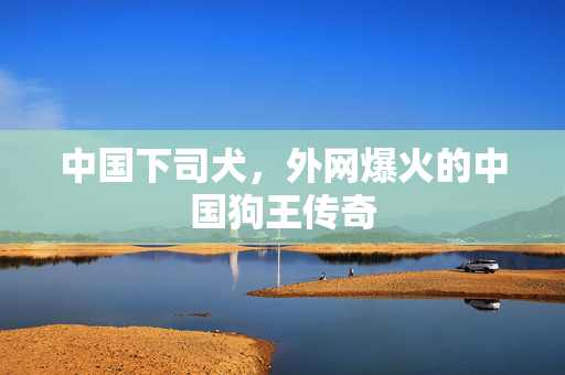 中国下司犬，外网爆火的中国狗王传奇