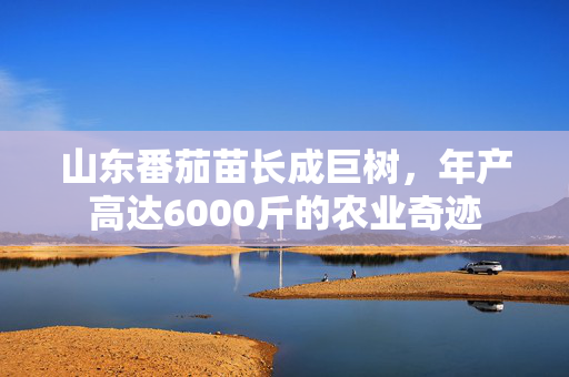 山东番茄苗长成巨树，年产高达6000斤的农业奇迹