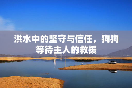 洪水中的坚守与信任，狗狗等待主人的救援