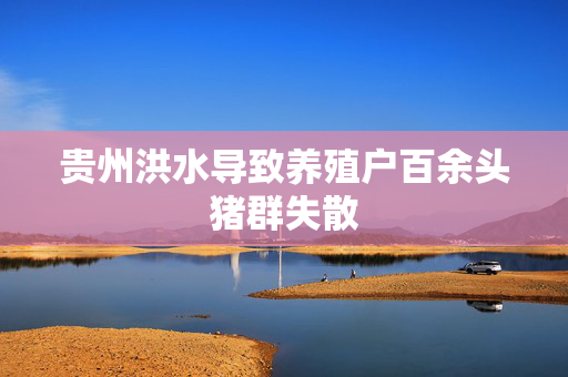 贵州洪水导致养殖户百余头猪群失散