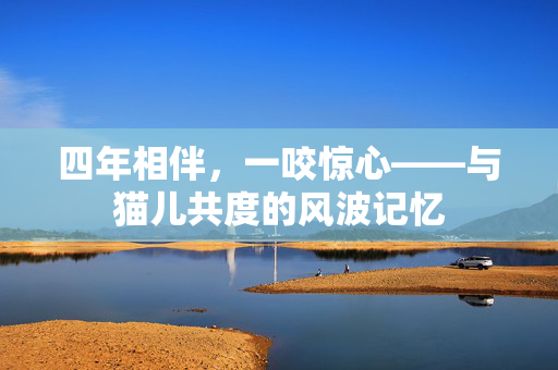 四年相伴，一咬惊心——与猫儿共度的风波记忆