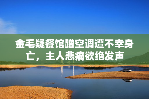 金毛疑餐馆蹭空调遭不幸身亡，主人悲痛欲绝发声