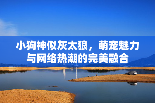 小狗神似灰太狼，萌宠魅力与网络热潮的完美融合