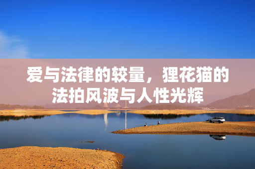 爱与法律的较量，狸花猫的法拍风波与人性光辉