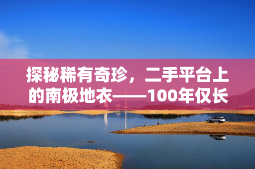 探秘稀有奇珍，二手平台上的南极地衣——100年仅长1毫米的奇迹