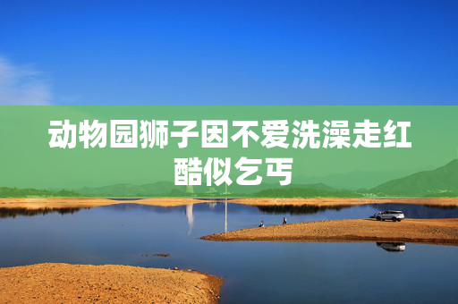 动物园狮子因不爱洗澡走红 酷似乞丐