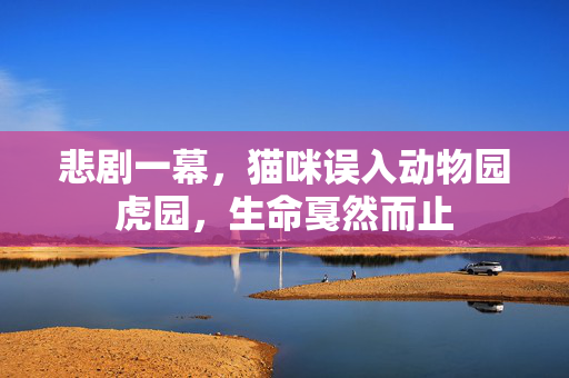 悲剧一幕，猫咪误入动物园虎园，生命戛然而止