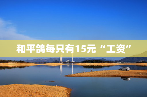 和平鸽每只有15元“工资”