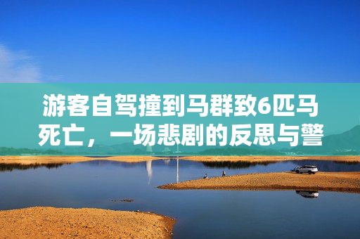 游客自驾撞到马群致6匹马死亡，一场悲剧的反思与警醒