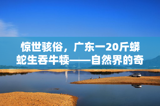 惊世骇俗，广东一20斤蟒蛇生吞牛犊——自然界的奇观与生态警钟