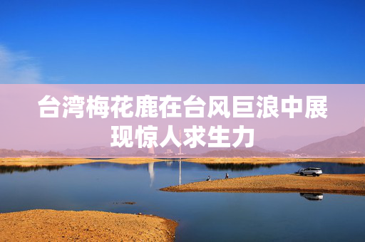 台湾梅花鹿在台风巨浪中展现惊人求生力