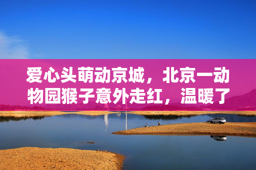 爱心头萌动京城，北京一动物园猴子意外走红，温暖了都市人的心