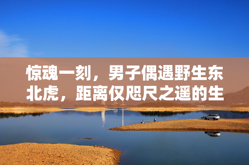 惊魂一刻，男子偶遇野生东北虎，距离仅咫尺之遥的生死考验