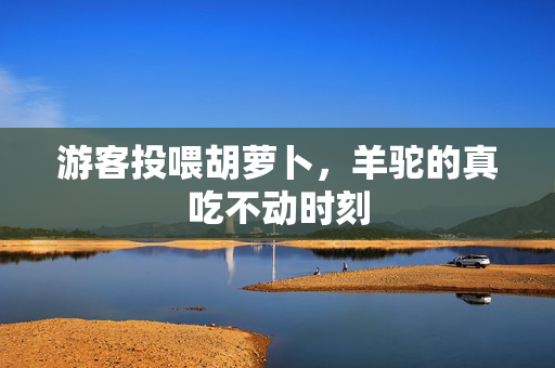 游客投喂胡萝卜，羊驼的真吃不动时刻