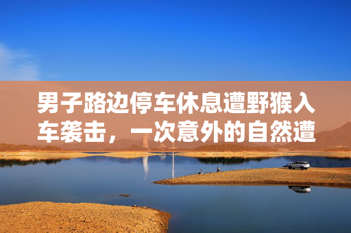 男子路边停车休息遭野猴入车袭击，一次意外的自然遭遇