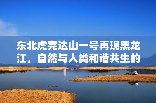 东北虎完达山一号再现黑龙江，自然与人类和谐共生的新篇章