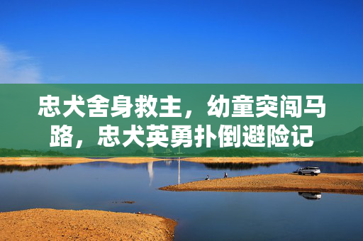 忠犬舍身救主，幼童突闯马路，忠犬英勇扑倒避险记