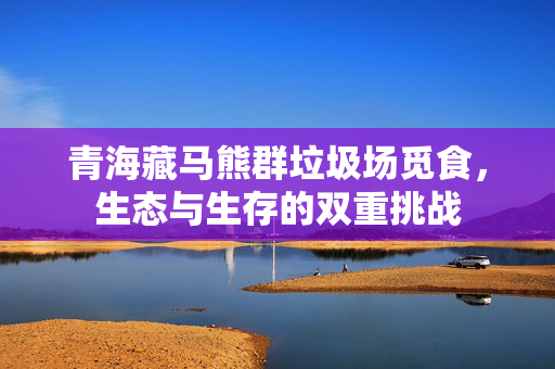 青海藏马熊群垃圾场觅食，生态与生存的双重挑战