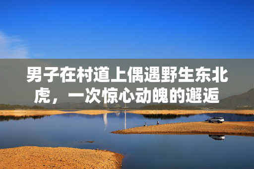 男子在村道上偶遇野生东北虎，一次惊心动魄的邂逅