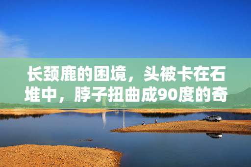长颈鹿的困境，头被卡在石堆中，脖子扭曲成90度的奇迹