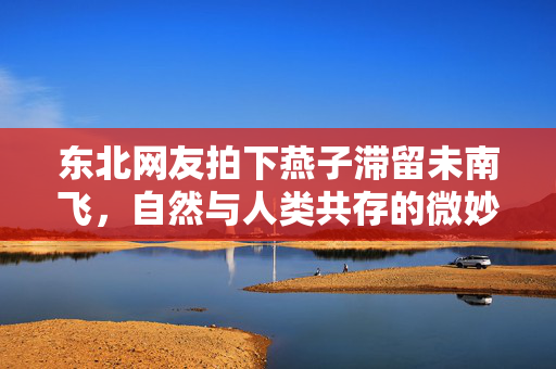 东北网友拍下燕子滞留未南飞，自然与人类共存的微妙平衡