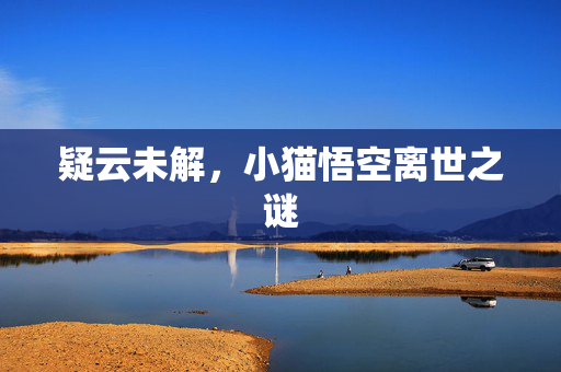 疑云未解，小猫悟空离世之谜